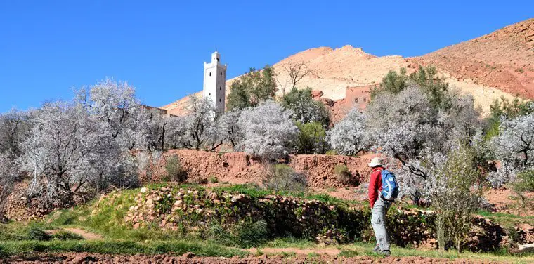 Annemiter Village marocain entouré d'amandier en fleur