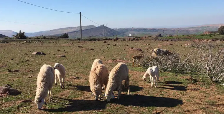 Moutons après le col de Tichka au Maroc