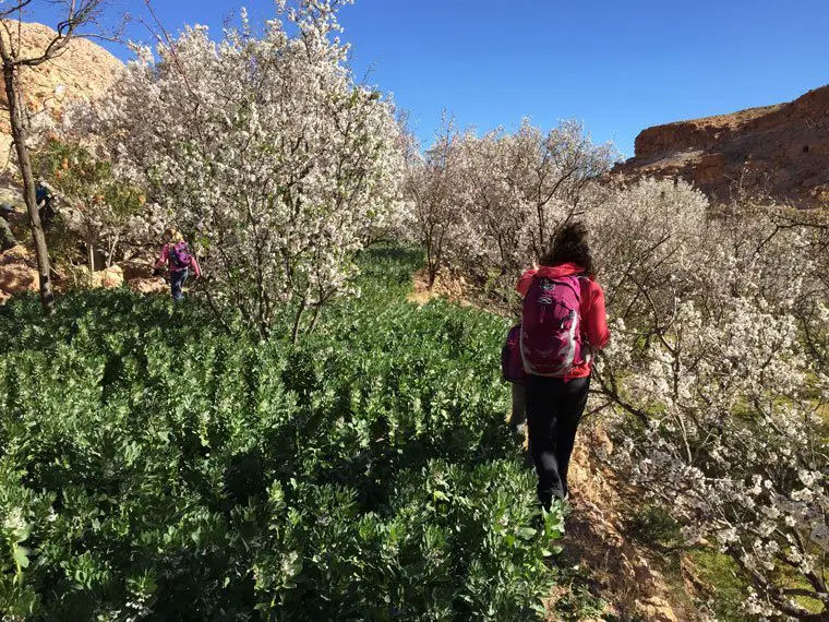 Randonnée au Maroc entre amandiers et champs cultivés