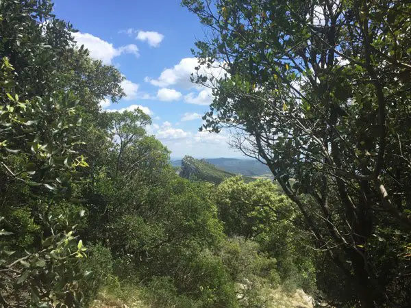 Le pic saint loup entre les arbres