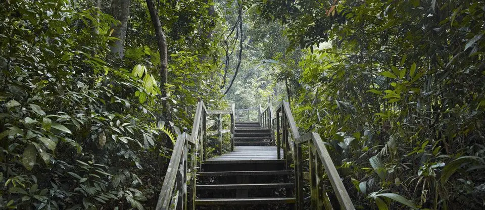 voyage et randonnée en Malaisie dans la Réserve naturelle de Bukit Timah