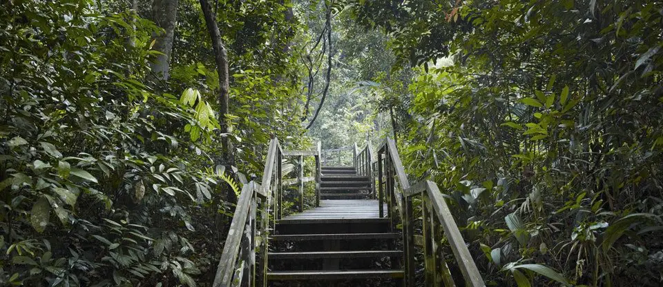 voyage et randonnée en Malaisie dans la Réserve naturelle de Bukit Timah voyage et randonnée en Malaisie dans la Réserve naturelle de Bukit Timah