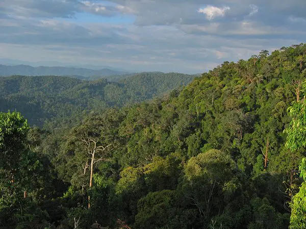 voyage et randonnée en Malaisie dans le parc national de Taman Negara