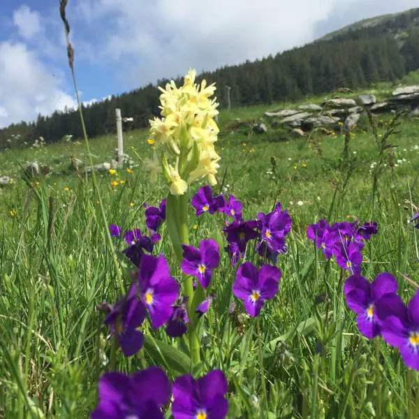 Fleurs au pied du tour d