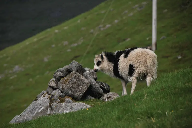 Mouton à Fjord