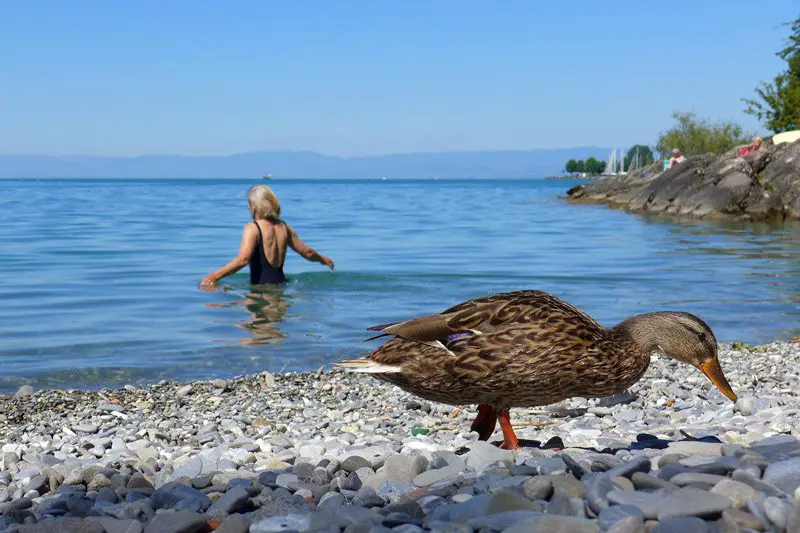 Le lac Léman depuis la jolie plage de la Grottaz près de Vevey