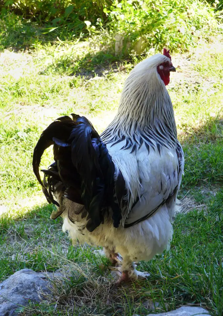 Quelques fiers habitants de la propriété !