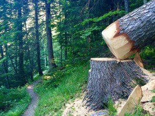 Dans la forêt en direction de Sarcenas