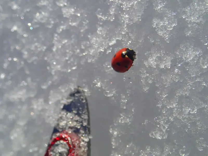 La mallory des coccinelles dans la glace