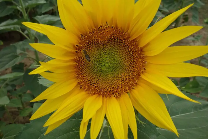 Tournesol sur le chemin de la mer