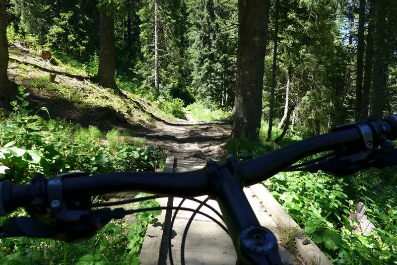 Un joli single dans la forêt en gruyère