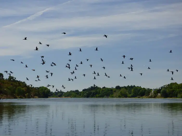 Envol de cormorans Colonies de cormorans