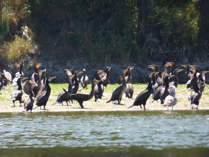 Colonies de cormorans