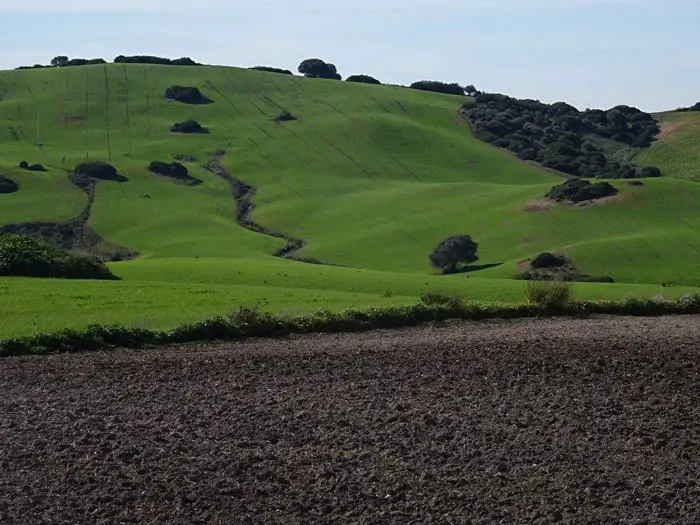 Au sud de Medina Sidonia – Andalousie . Un peu de verdure après la minérale Lanzarote