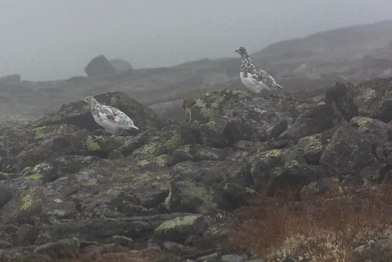 Couple de Lagopèdes Alpins