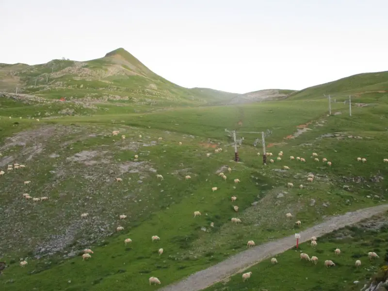 Les moutons envahissent la station de ski de la Pierre Saint-Martin