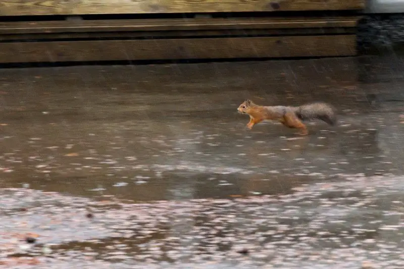 Même dans la ville les animaux sont présents