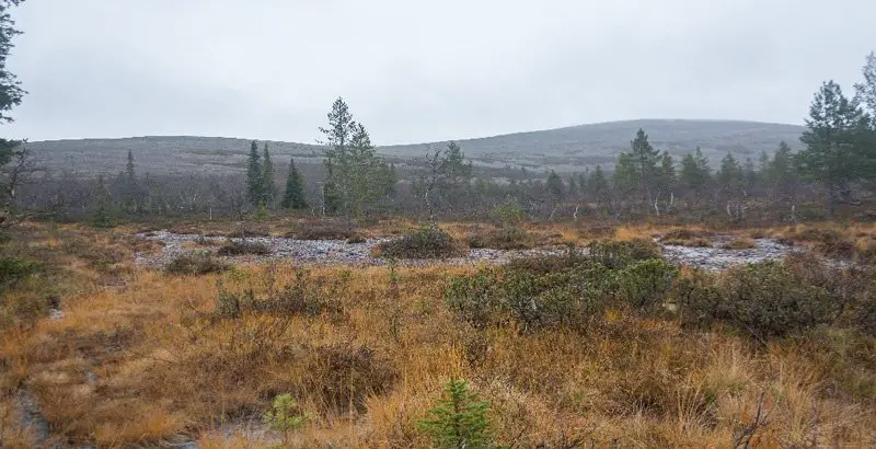 Paysage déchiré de bouleaux nains en Laponise finlandaise