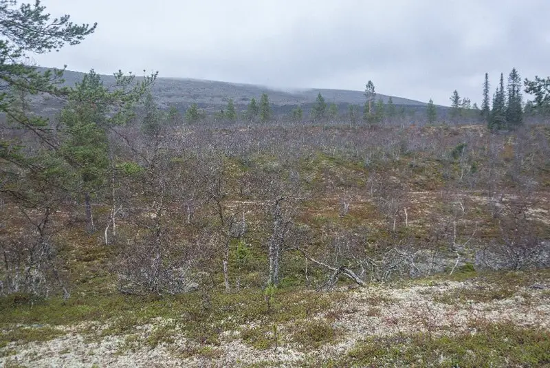 Paysage déchiré de bouleaux nains