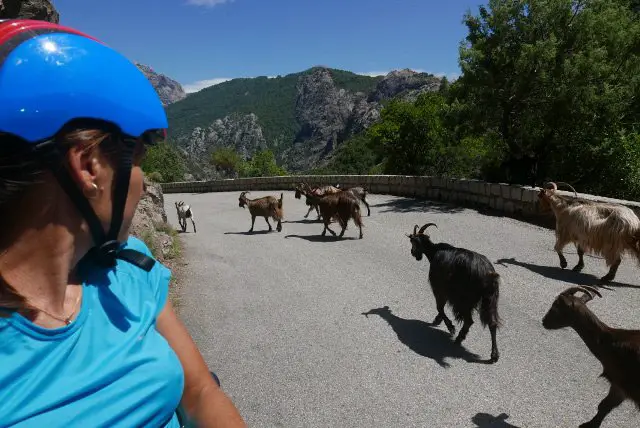 Rencontre avec des chèvres en Corse