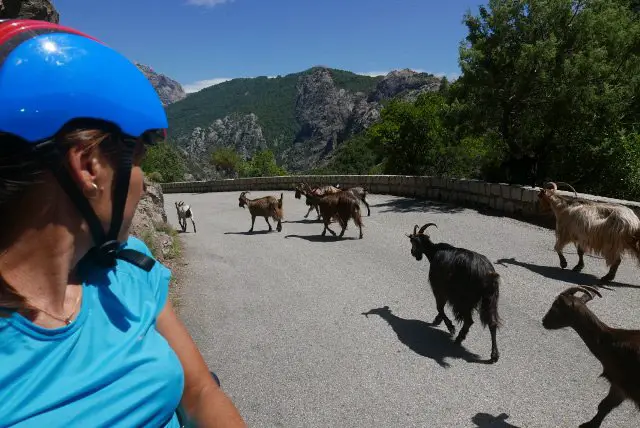 Rencontre avec des chèvres en Corse Rencontre avec des chèvres en Corse