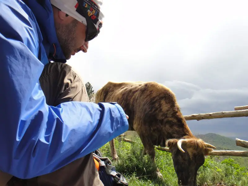 Rencontre avec une vache Alberes durant la randonnée sur le GR10