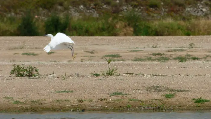 Envol d’une aigrette