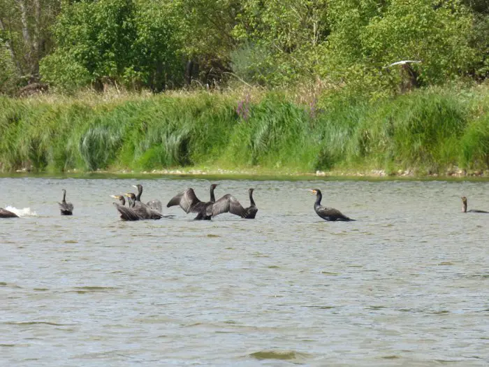 Les majestueux cormorans sur la loire