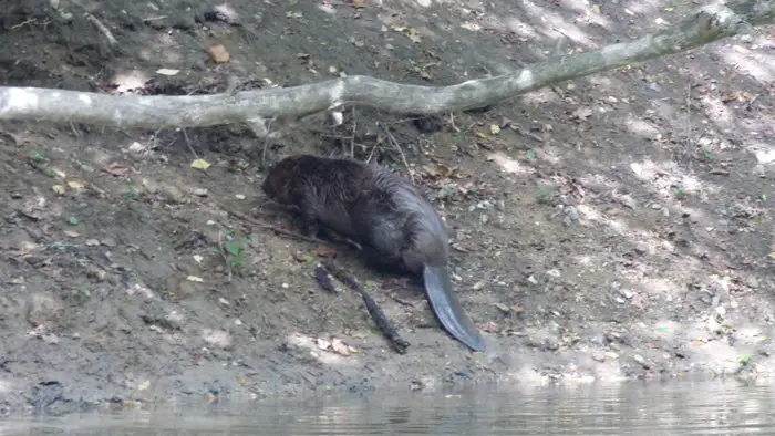 Castor au borde la Loire