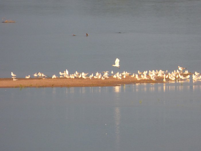 Nous voyons beaucoup d’oiseaux mais très peu d’autres canoës…