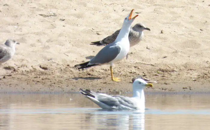 Le « comité d’accueil » au bord de la Loire