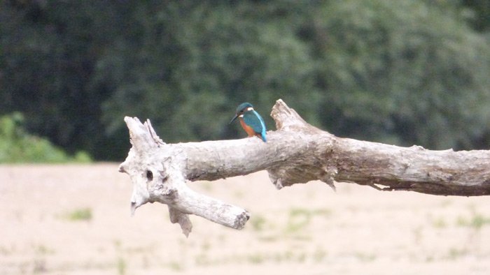 Un farouche martin-pêcheur