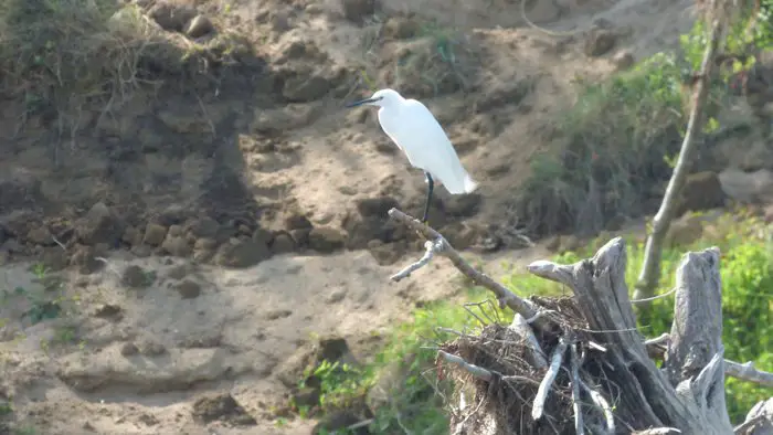 Une aigrette nous observe sur le bord e la Loire