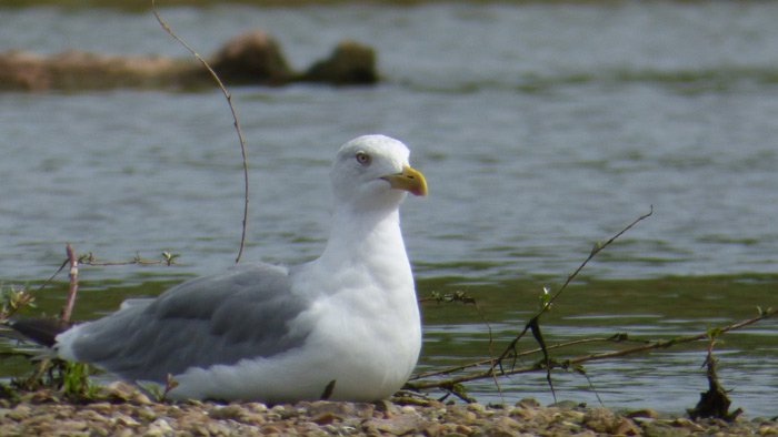 Une mouette se repose sur la Loire