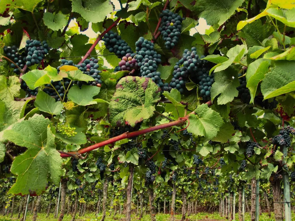 Vignes Bourgogne