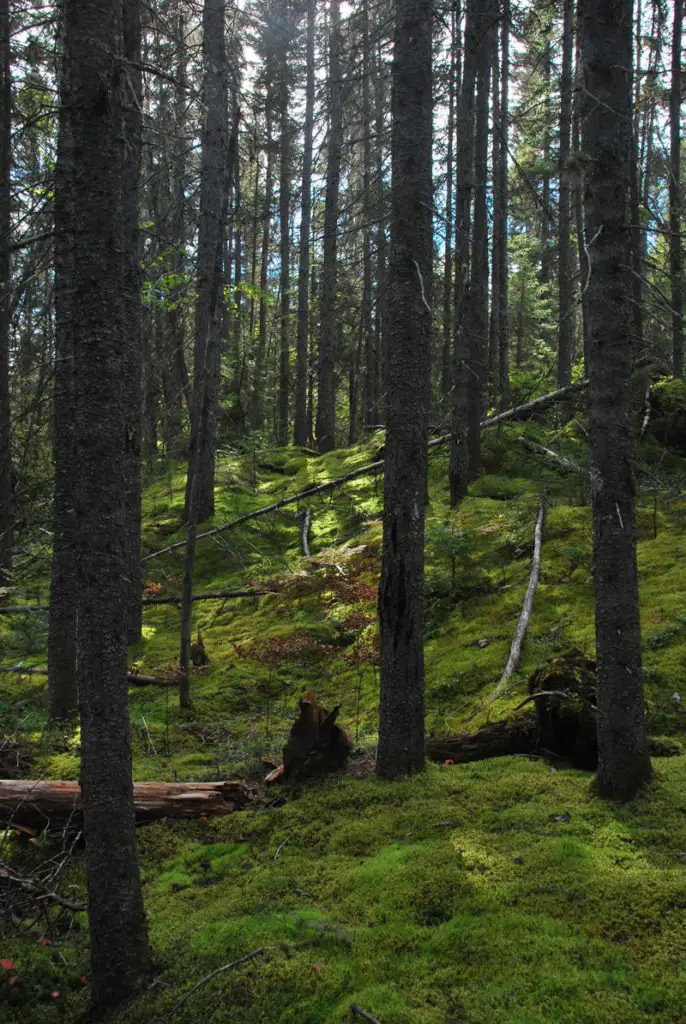 agréable de marcher sur ce tapis de verdure