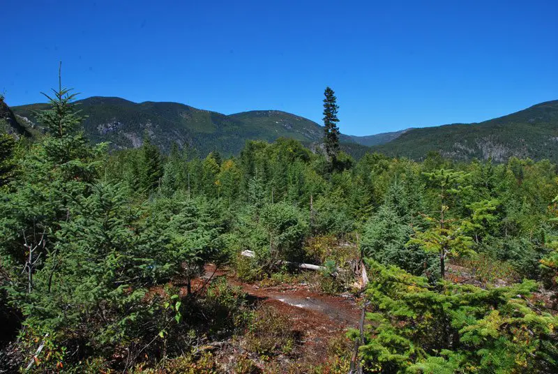 Je découvre la forêt boréale