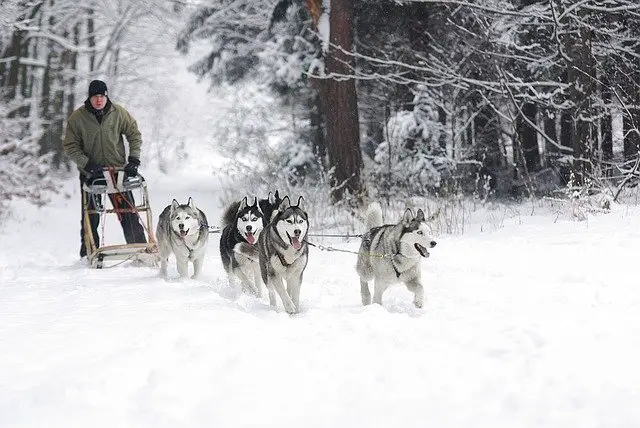 husky activités a faire durant des vacances en famille