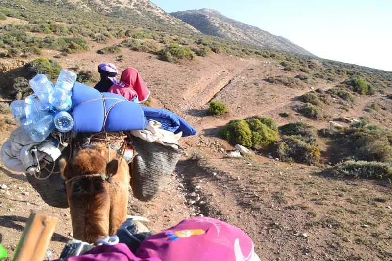 marche abrité du soleil sous des arbustes marocains