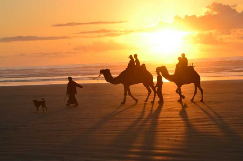 balade en dromadaire au couché du soleil sur les palges entre Essaouira et Agadir