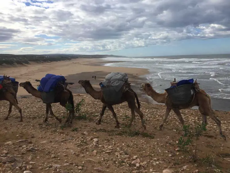 départ de la carane de dromadaire vers les plages entre Essaouira et Agadir