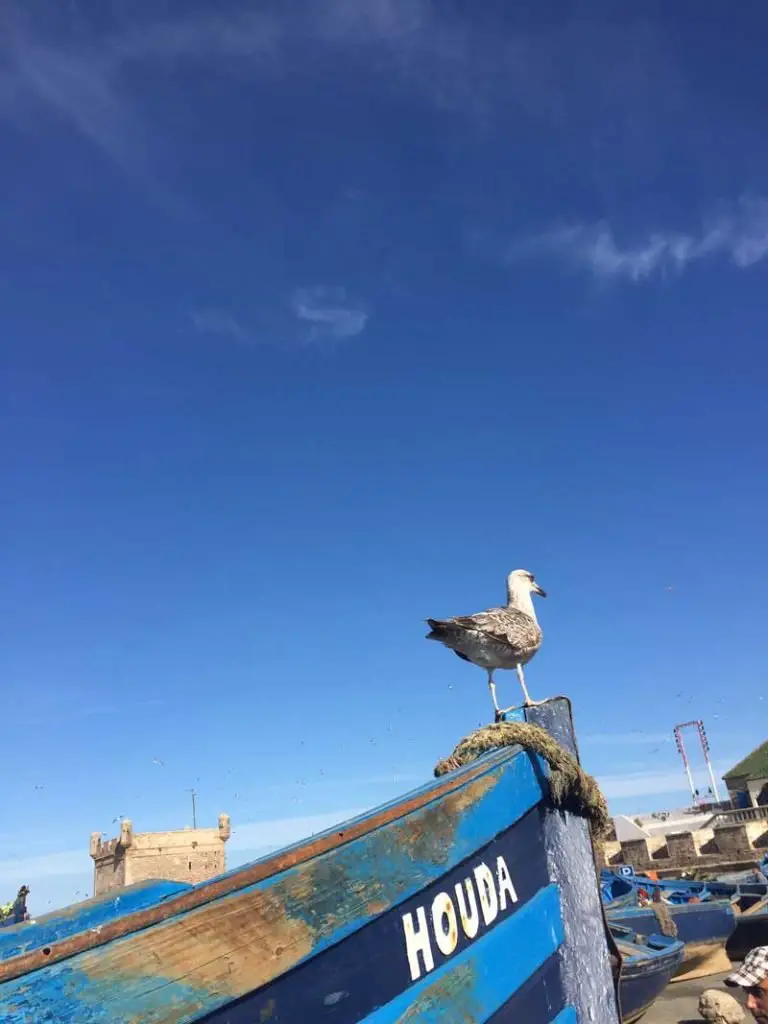 mouette sur une barque de pêcheur au port de Essaouira