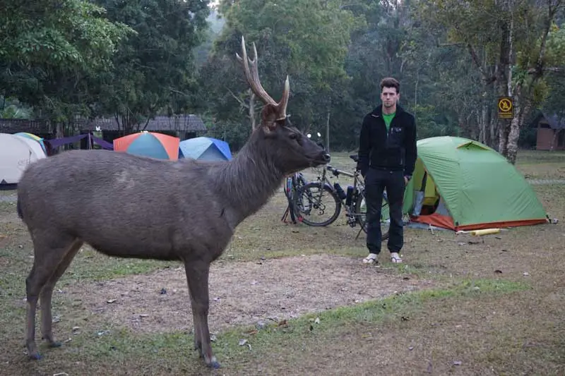 animal sauvage dans le camping de Khao Yai en Thaïlande