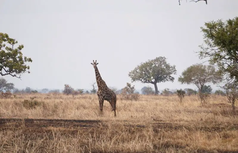 girafe séparée du groupe (Mikumi National Park)