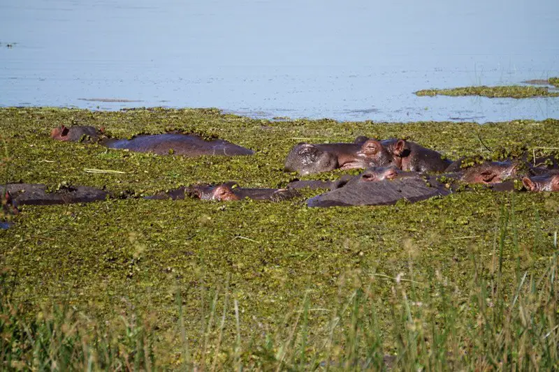 groupe d'hippopotames vers Nyahururu au Kenya