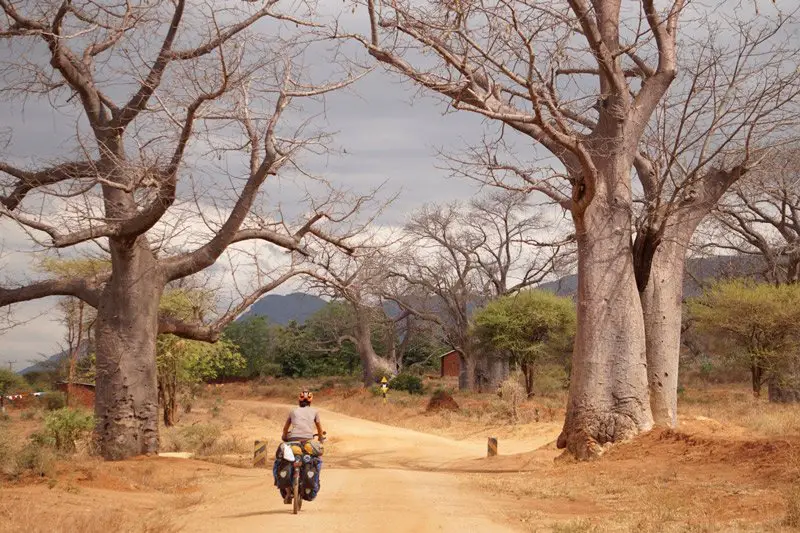 piste au milieu des baobabs le long du Kisiwani National Park