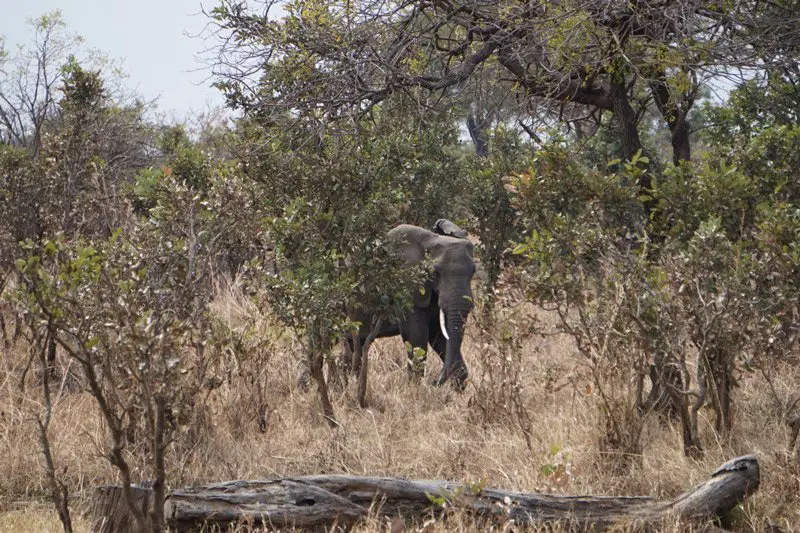 un des deux éléphants (Mikumi National Park)