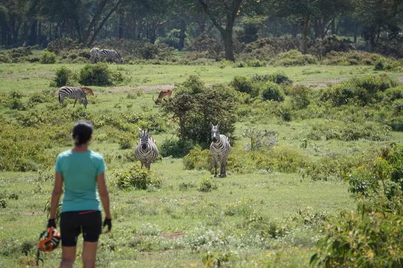 zèbres et antilopes le long de la route à vélo au Kenya
