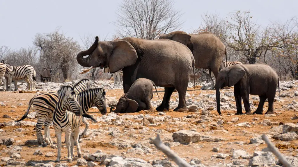 zebre et éléphant en Namibie