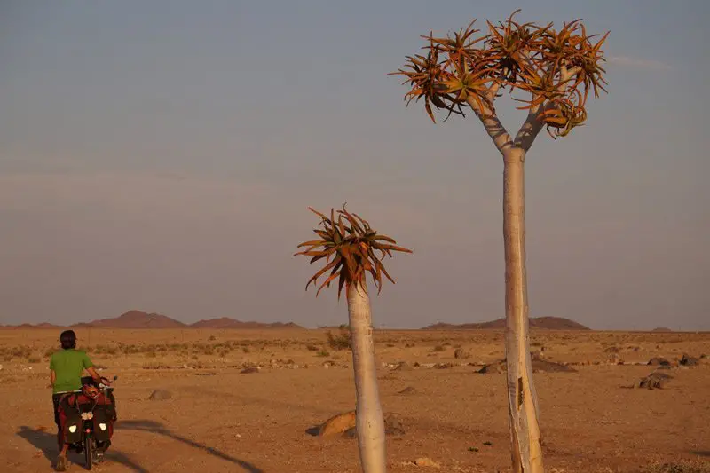 Arbres étranges dans un décor désertique, voyage en Afrique du Sud à vélo